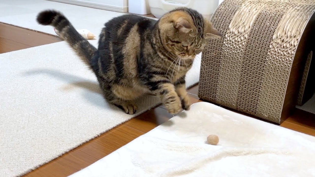 兄貴の分身を転がり回す弟猫