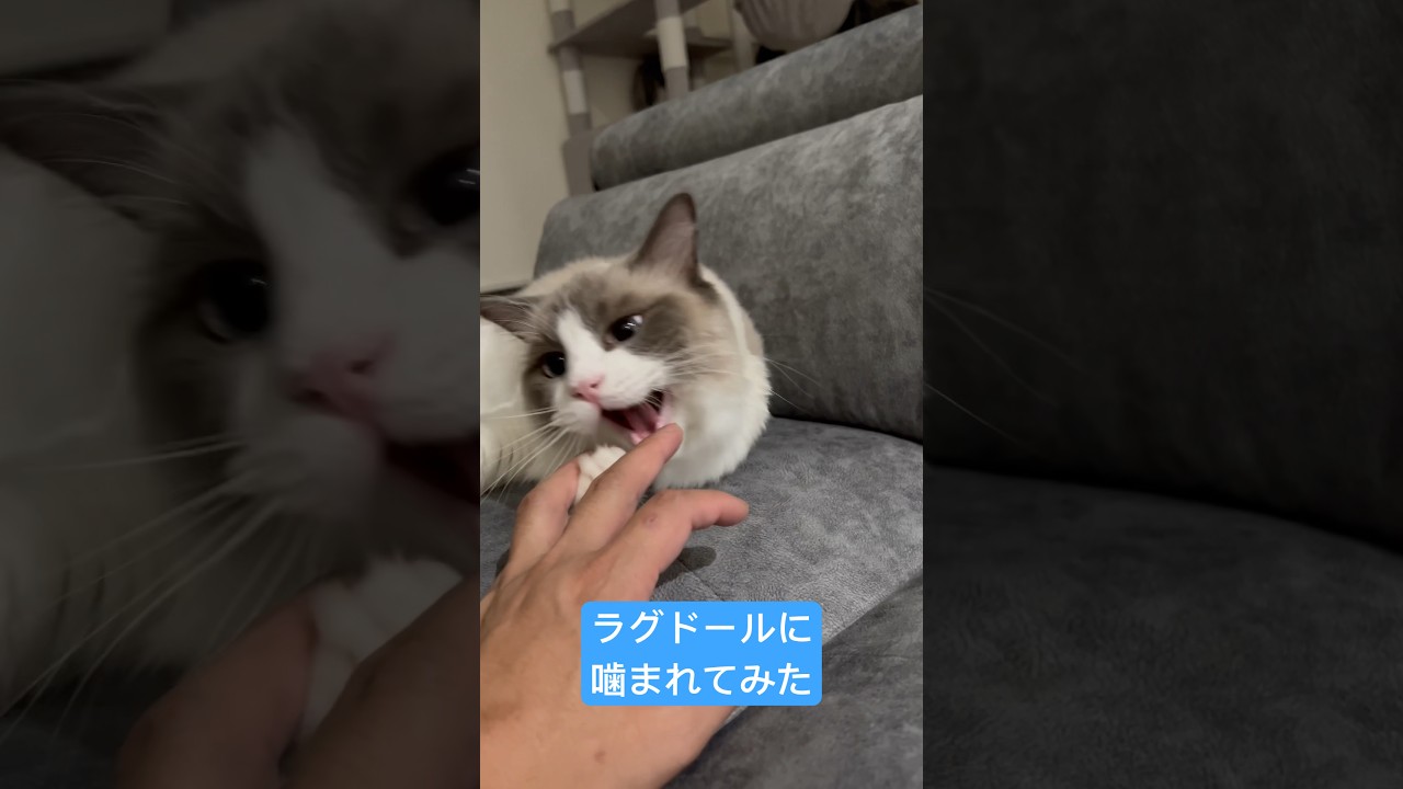 ラグドールに遊んでもらう😀#shorts#Ragdoll#ラグドール