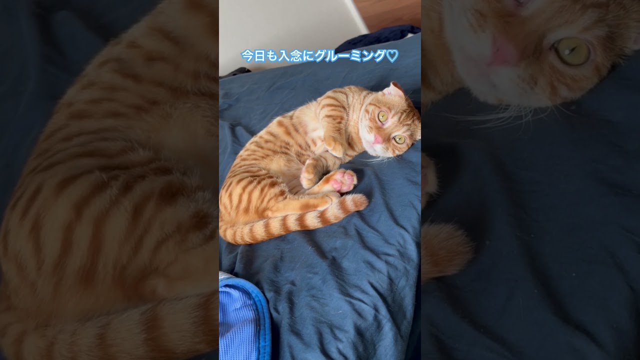 ベッドがお気に入り〜 #キンカロー #猫 #子猫 #cat #猫のいる暮らし #catlover #고양이 #catlovers #catvideo #catvideos
