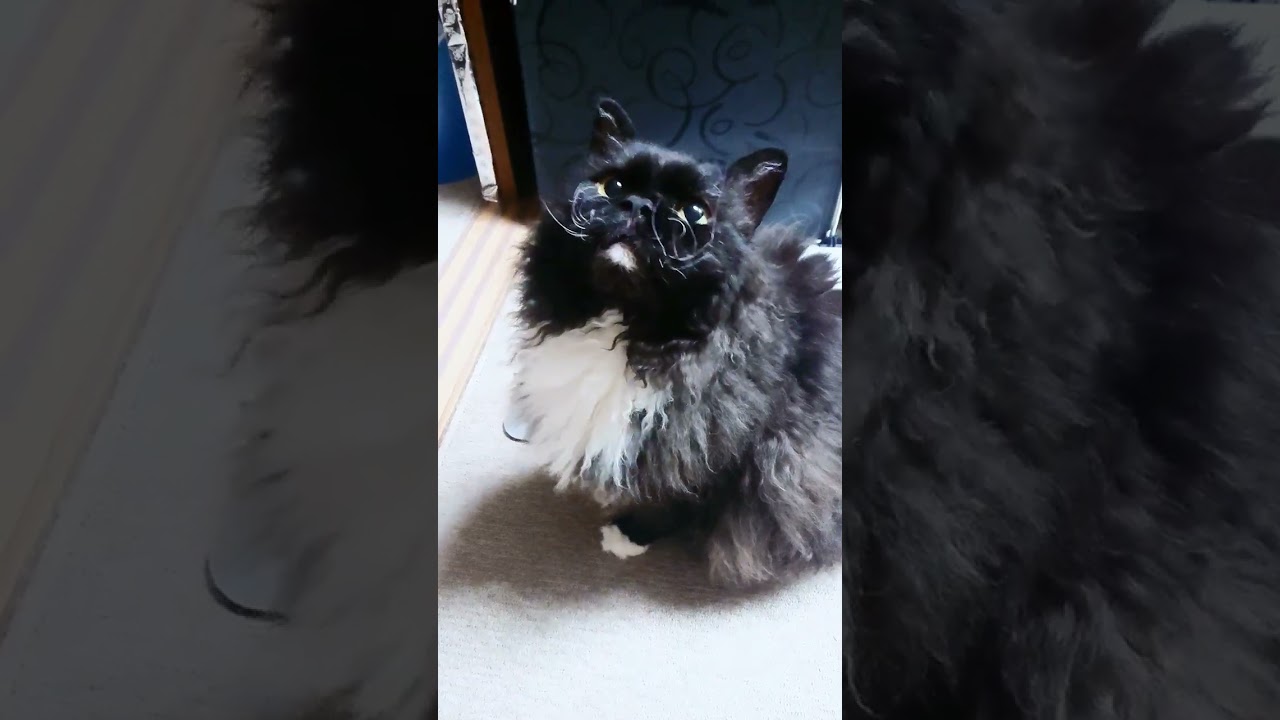 サマーカットで若返り#cat #selkirkrex #猫 #セルカークレックス #shorts #short #pet #summer