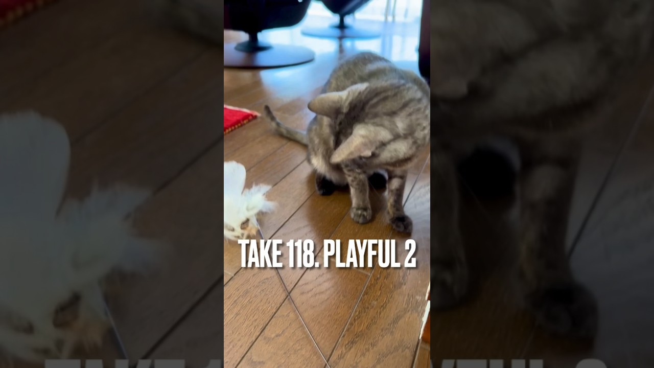 #遊んで にゃ❗️#おねだり猫 #猫鳴き声 #猫 #エジプシャンマウ #ねこ #playingcat #ねこのいる生活 #遊ぶ猫 #shorts