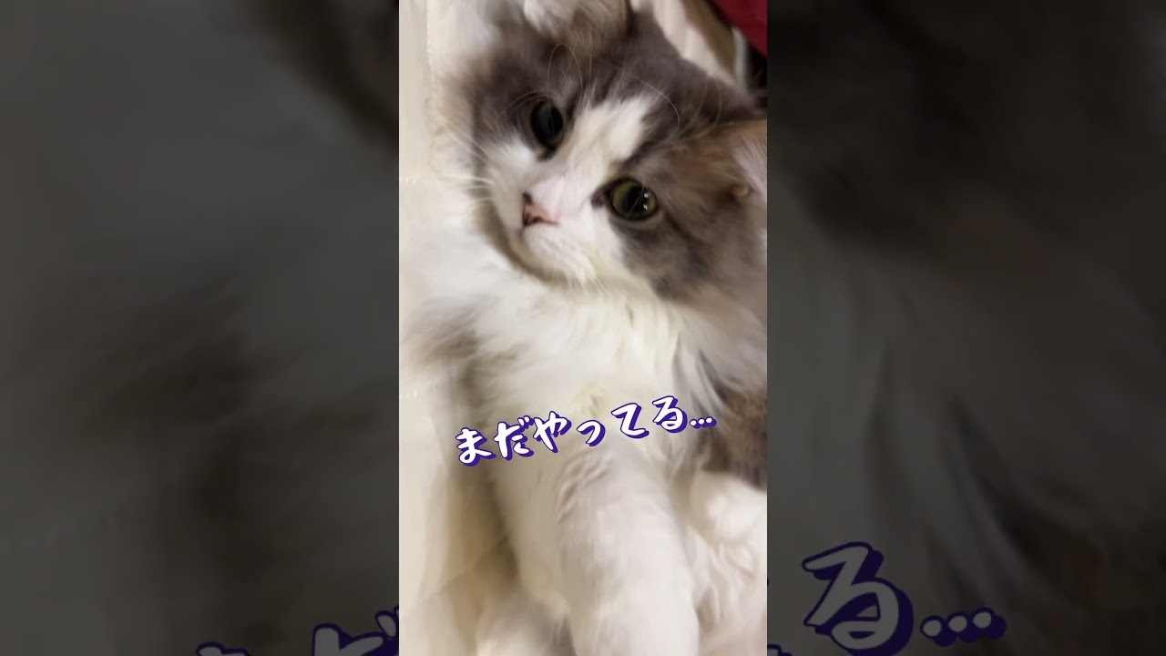 周りが気になるも絶対に起き上がらない猫#ラガマフィン #スコティッシュフォールド #チワプー #猫 #cat #犬 #dog #かわいい #おすすめ #あさひなさんた #shorts