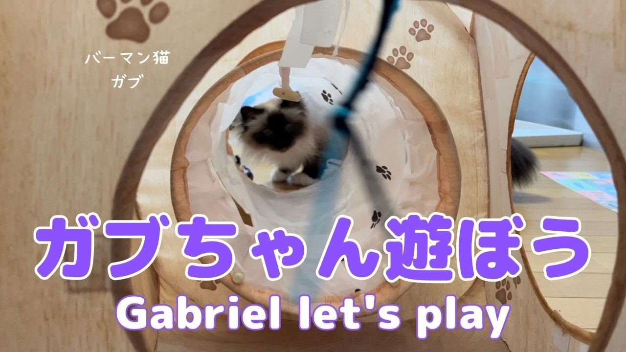 バーマン猫ガブとラフ【ガブちゃん遊ぼうよ】Gabriel let's play（バーマン猫）Birman/Cat