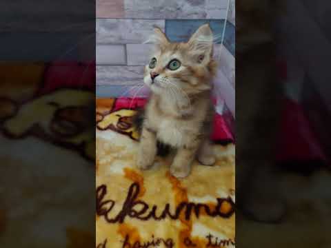 サイベリアン ブラウンクラッシックタビーの女の子♡