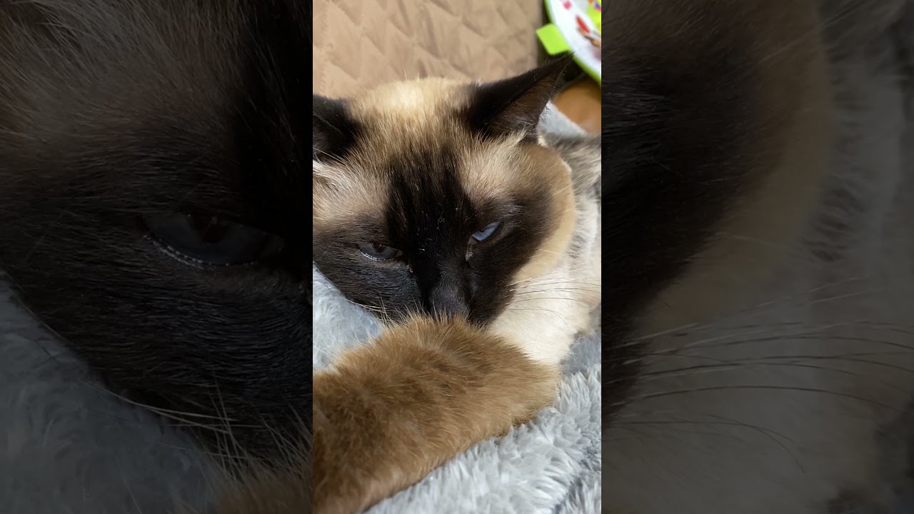 【2023.05.22】今日のシャム猫のふくさん（音無し）【たぬき猫】 #shorts まったり〜