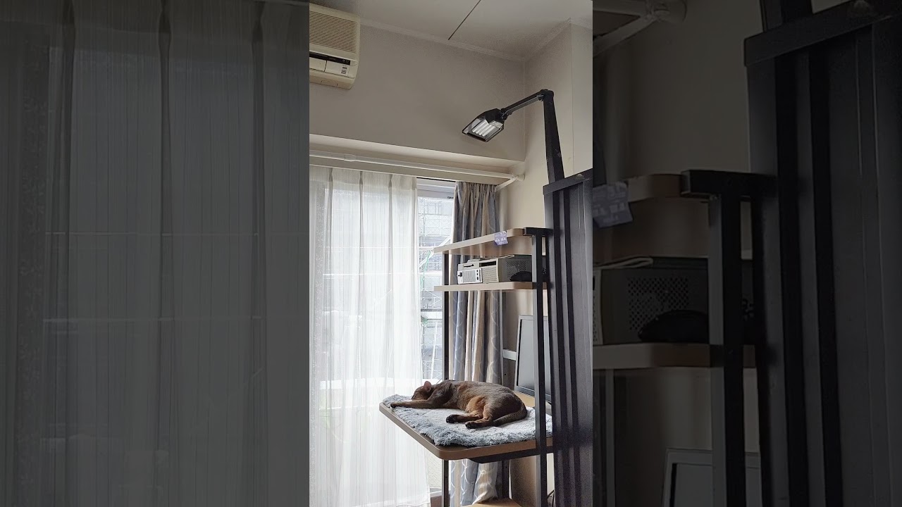 ネコ動画あび＃1758　#shorts　あびの毎日　アビシニアン　あび