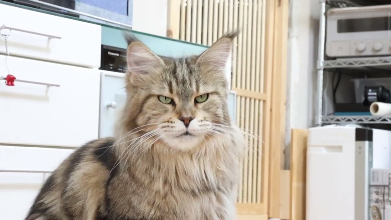 精悍なブラウンのメインクーンサラフィナさん