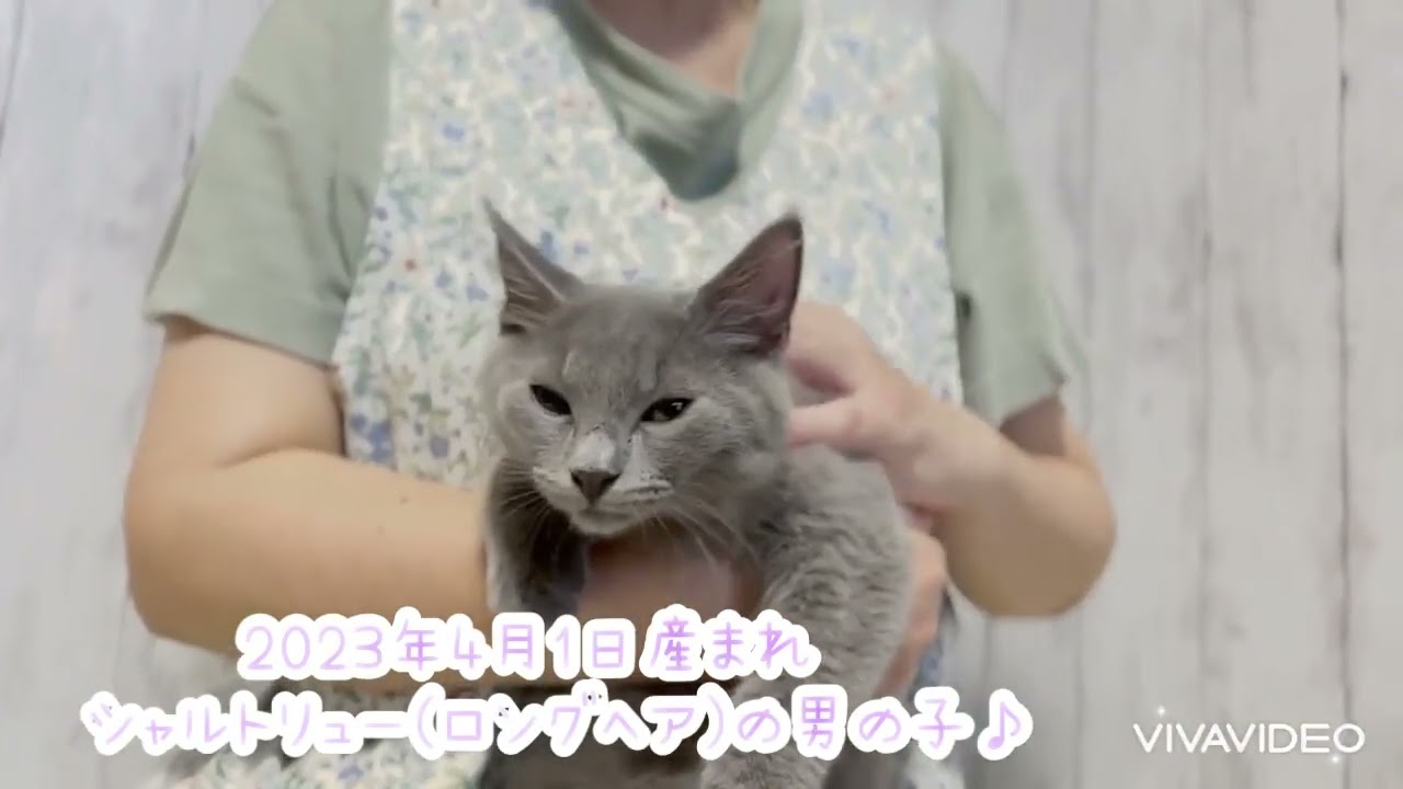 シャルトリュー ブルーの男の子♪