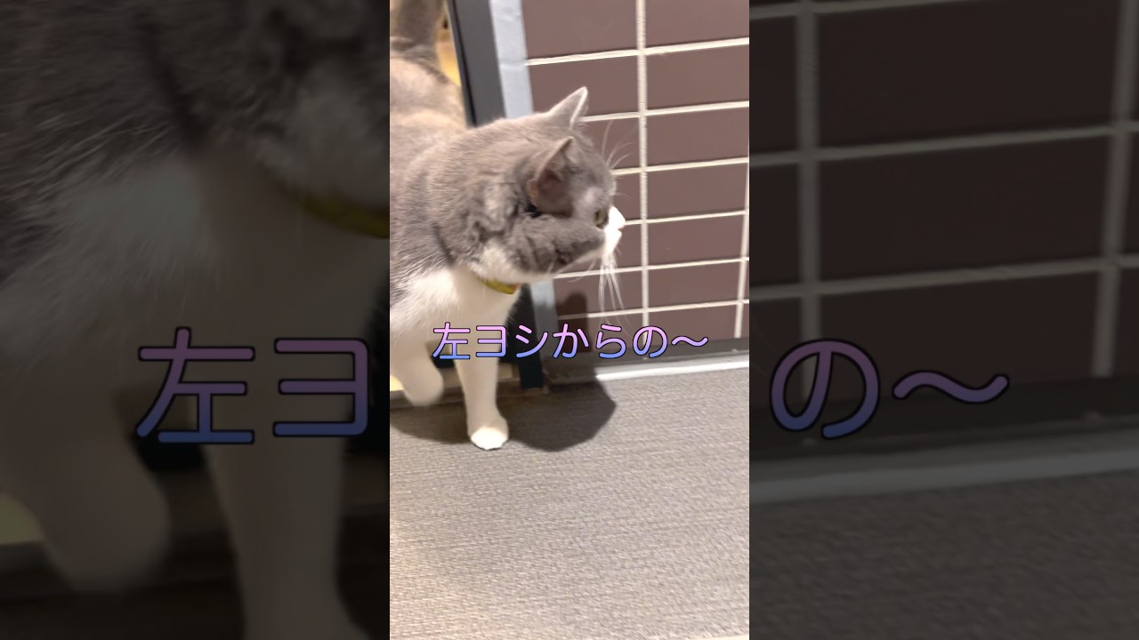 【お出迎え猫】289日目🐯「まるも行くにゃーん」#お出迎え猫