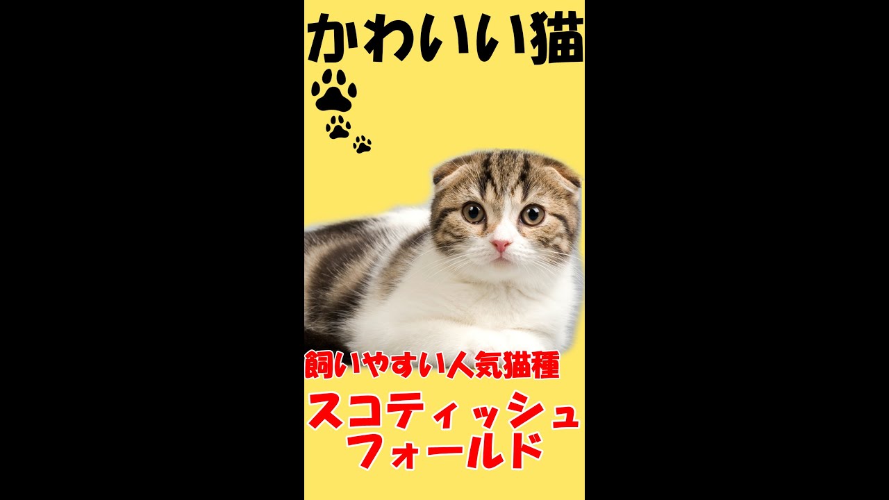 【かわいい猫】人気猫種【スコティッシュフォールド】#shorts
