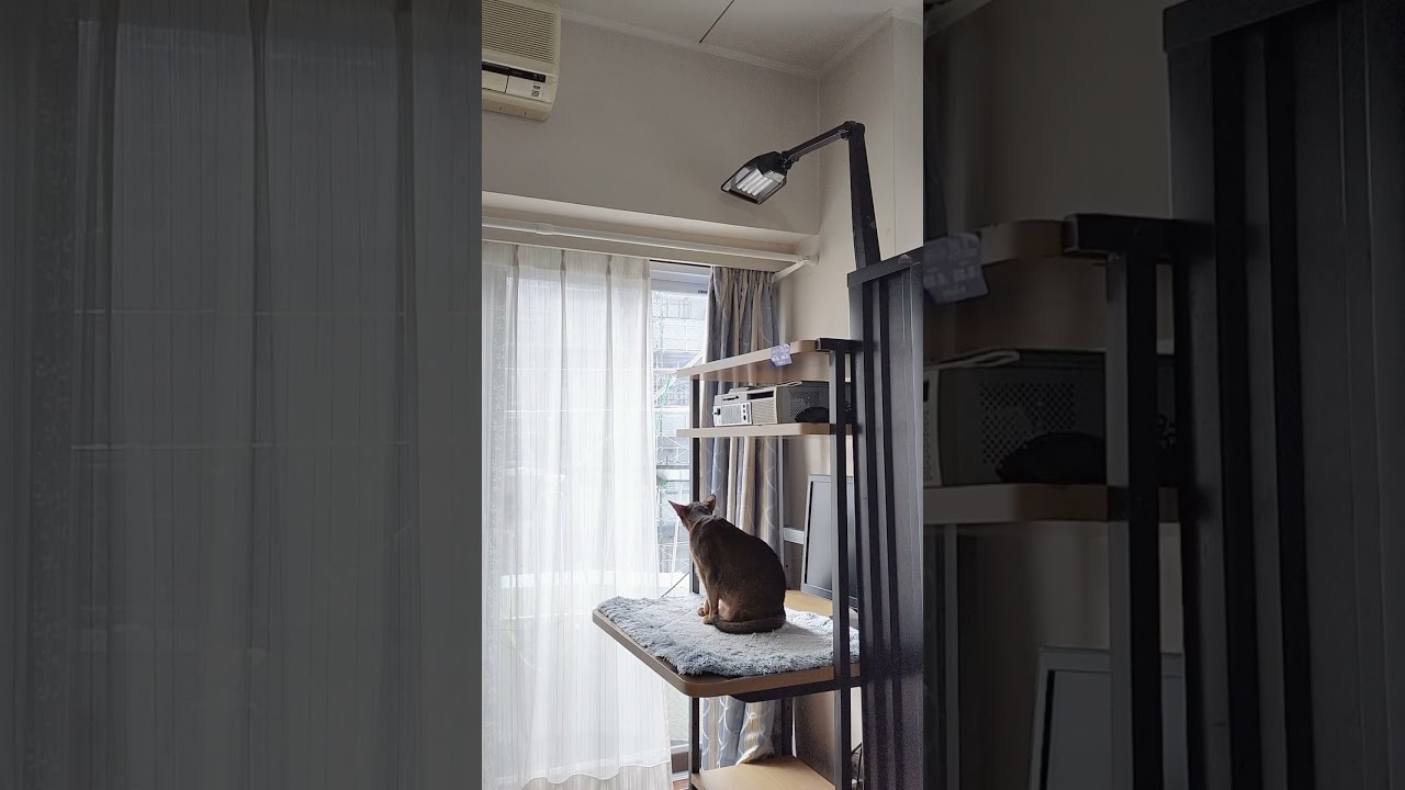 ネコ動画あび＃1754　#shorts　あびの毎日　アビシニアン　あび