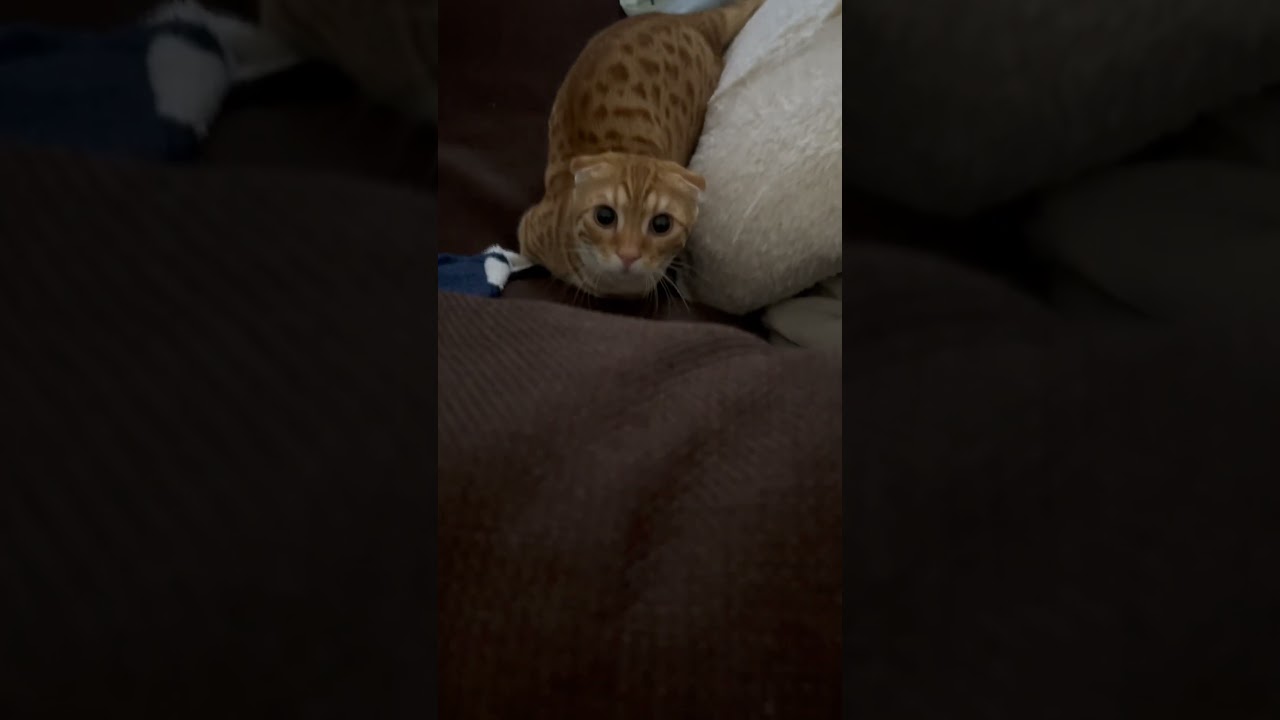 当たり屋なコモ🐈 #キンカロー #猫 #cat #catlover #子猫 #猫のいる暮らし #catlovers #catvideo #고양이 #catvideos