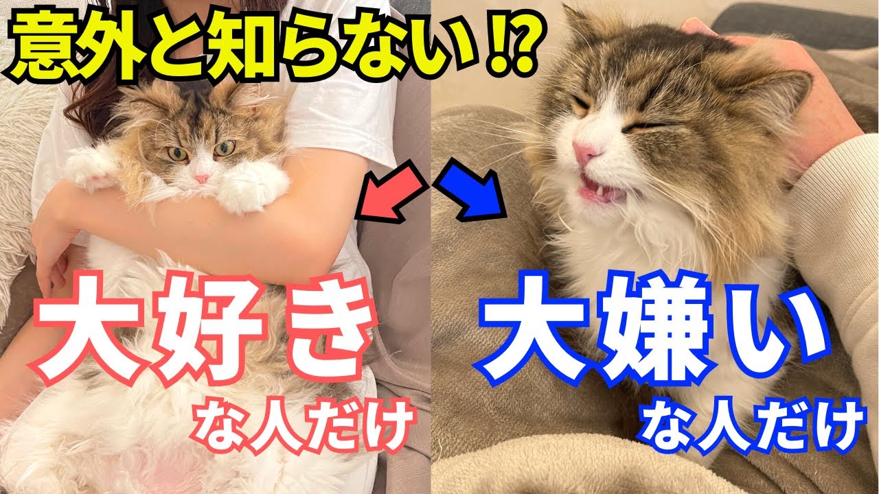 【本当に好かれてる？】猫の態度で分かる飼い主との関係【サイベリアンのらんちん】