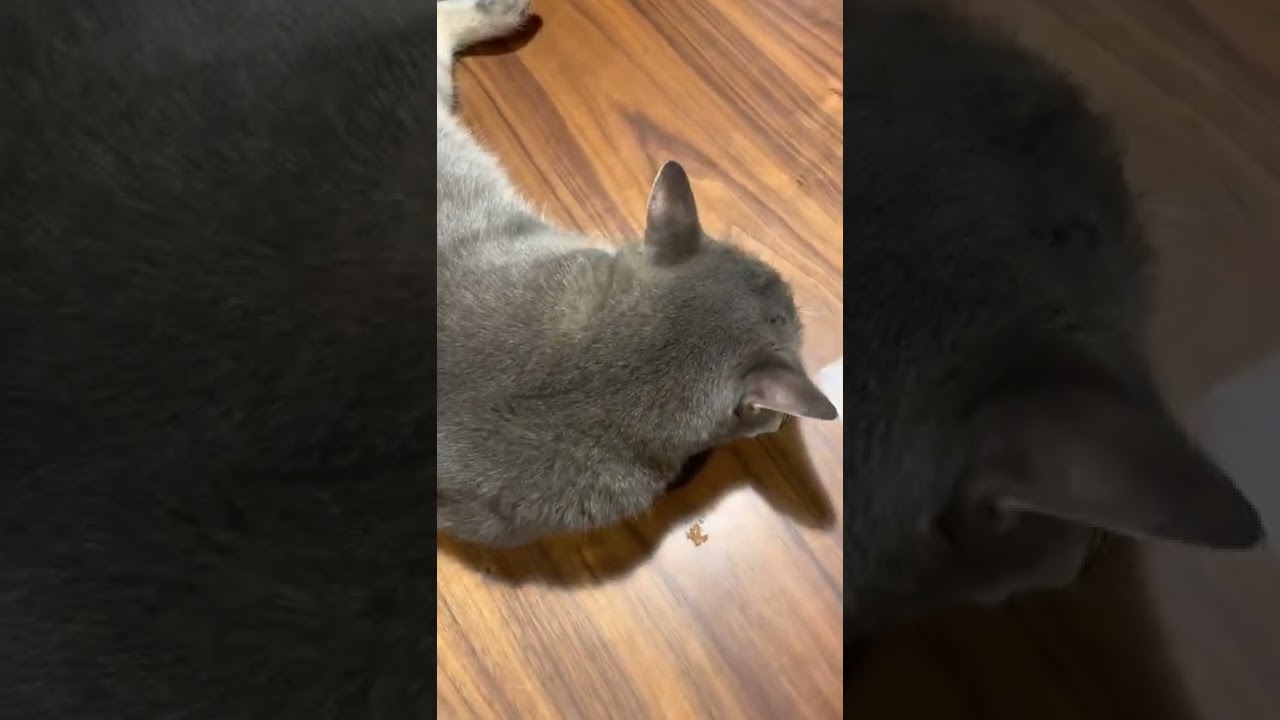 #風の猫　おばあちゃんが金魚の水を換えている間..　ずっとここで寝ている猫…　#shorts