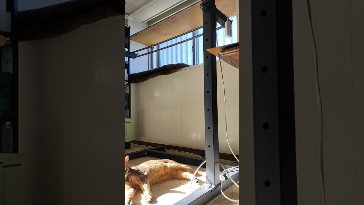 ネコ動画あび＃1546　#shorts　あびの毎日　アビシニアン　あび