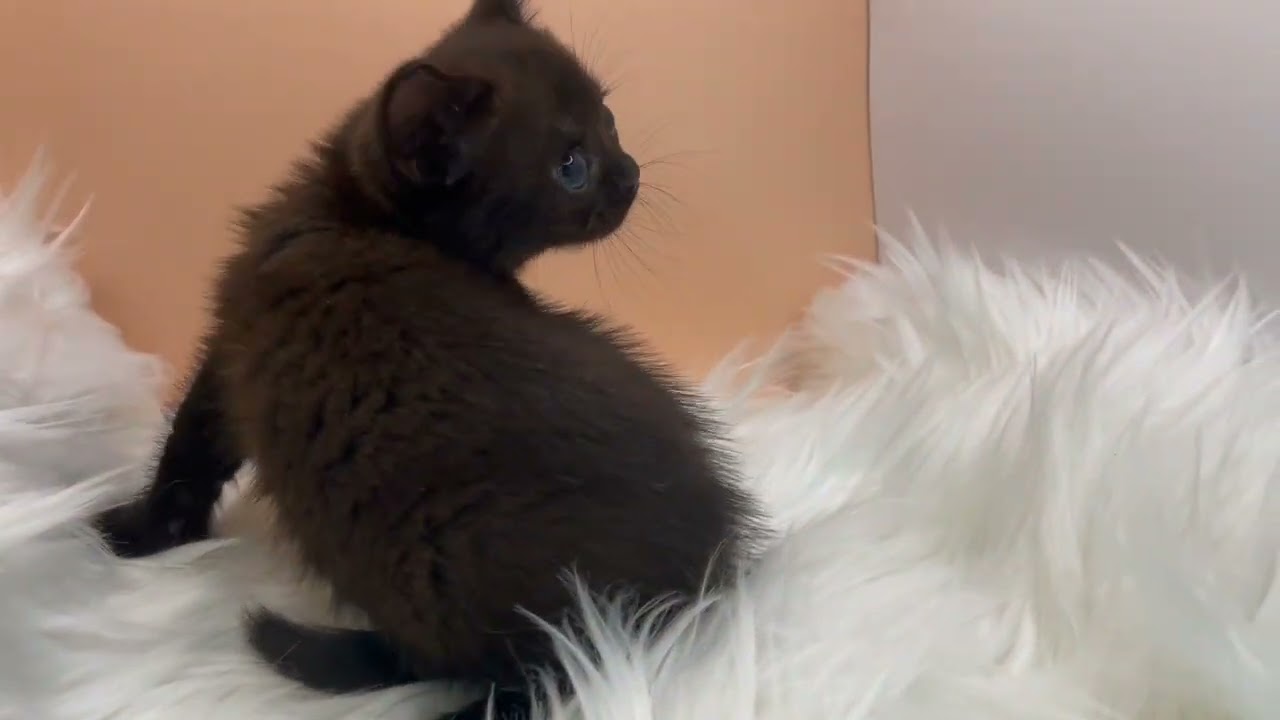 ボンベイ 【ブラック】吸い込まれそうな瞳のボンベイ兄妹✨