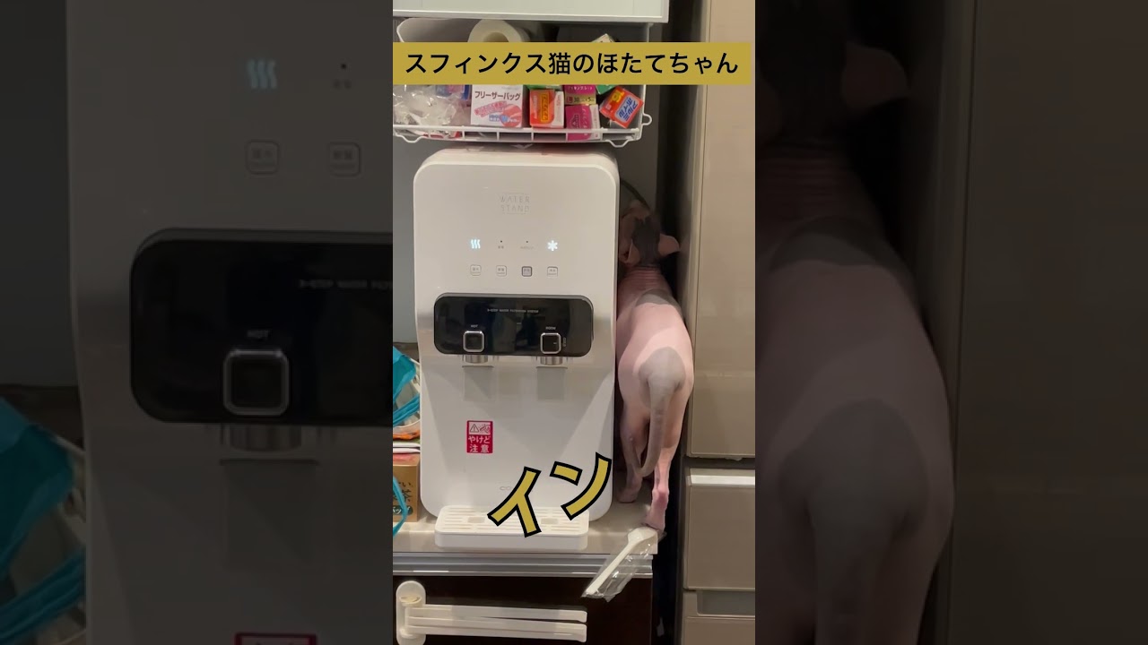 隙間にお宝があるのではないかと探すほたて猫【スフィンクス　猫】