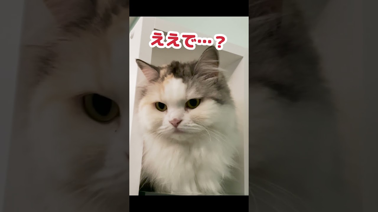 仕事の邪魔をする猫 #Shorts