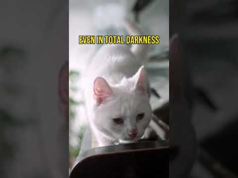 The Amazing World of Cats #shorts