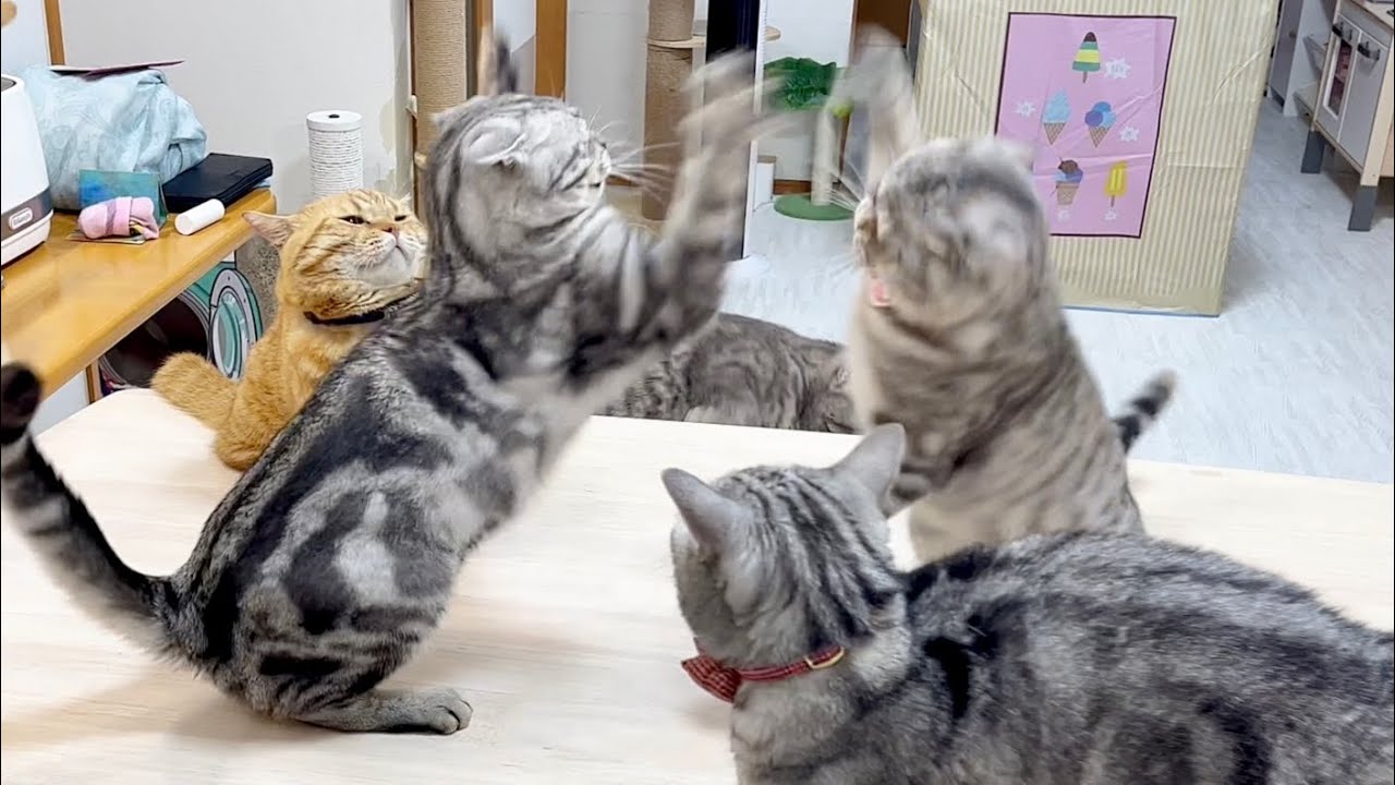 ちょっとクロくんの強さは次元がちがいすぎる