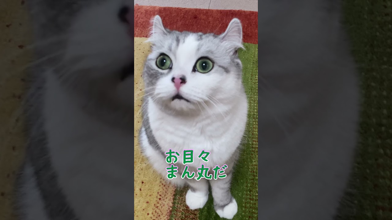 びっくりして目が飛びでそうになる兄猫@shotrs