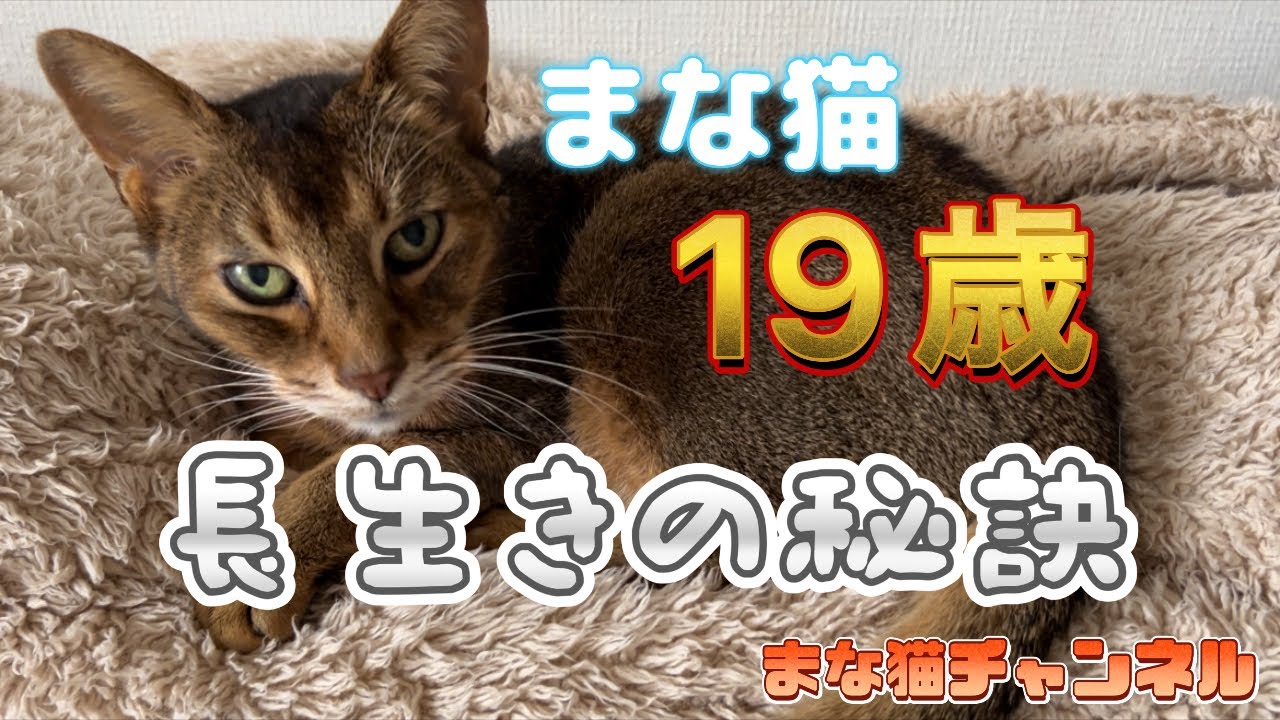 まな猫19歳長生きの秘訣 #猫動画 #アビシニアン #cat #まな猫