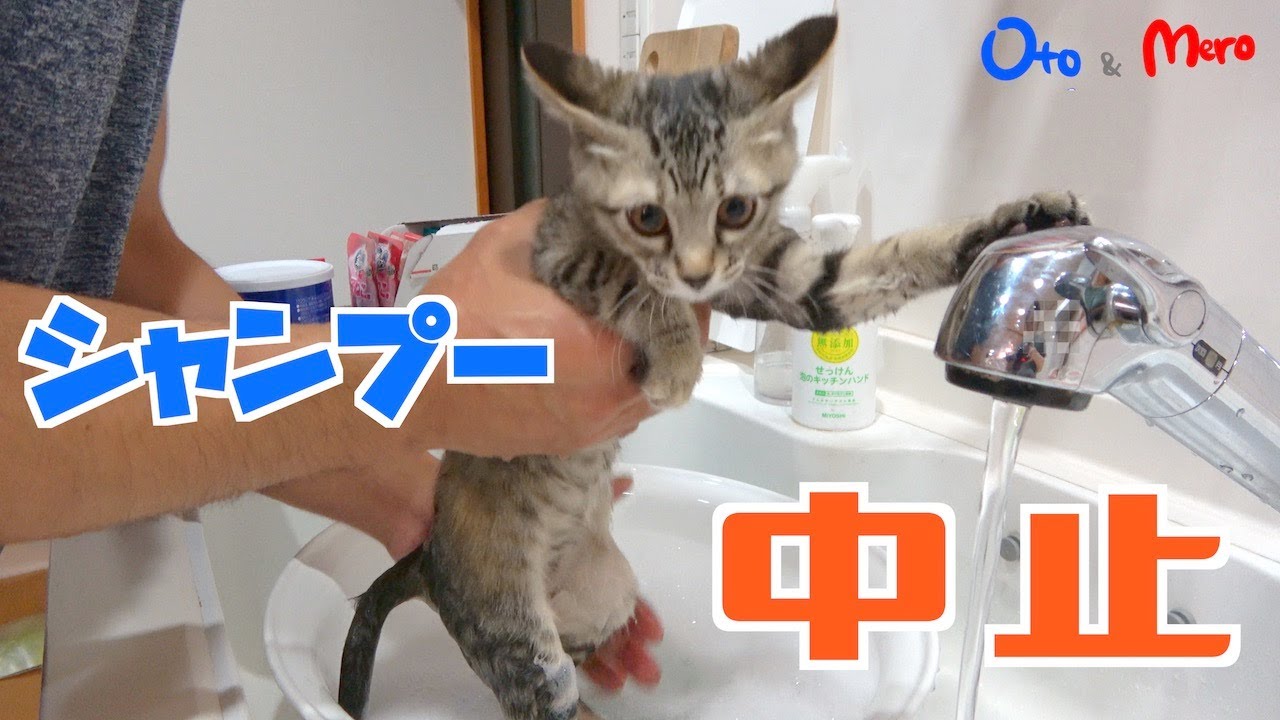 【元保護猫】元々怖がりな性格の子猫に物心がついたら怖がって大暴れしてシャンプー中止｜もちろんドライヤーもできなかった子ねこ｜初めてのミルボラで我が家にきた子猫｜生後約3ヶ月弱｜kitten.cat.