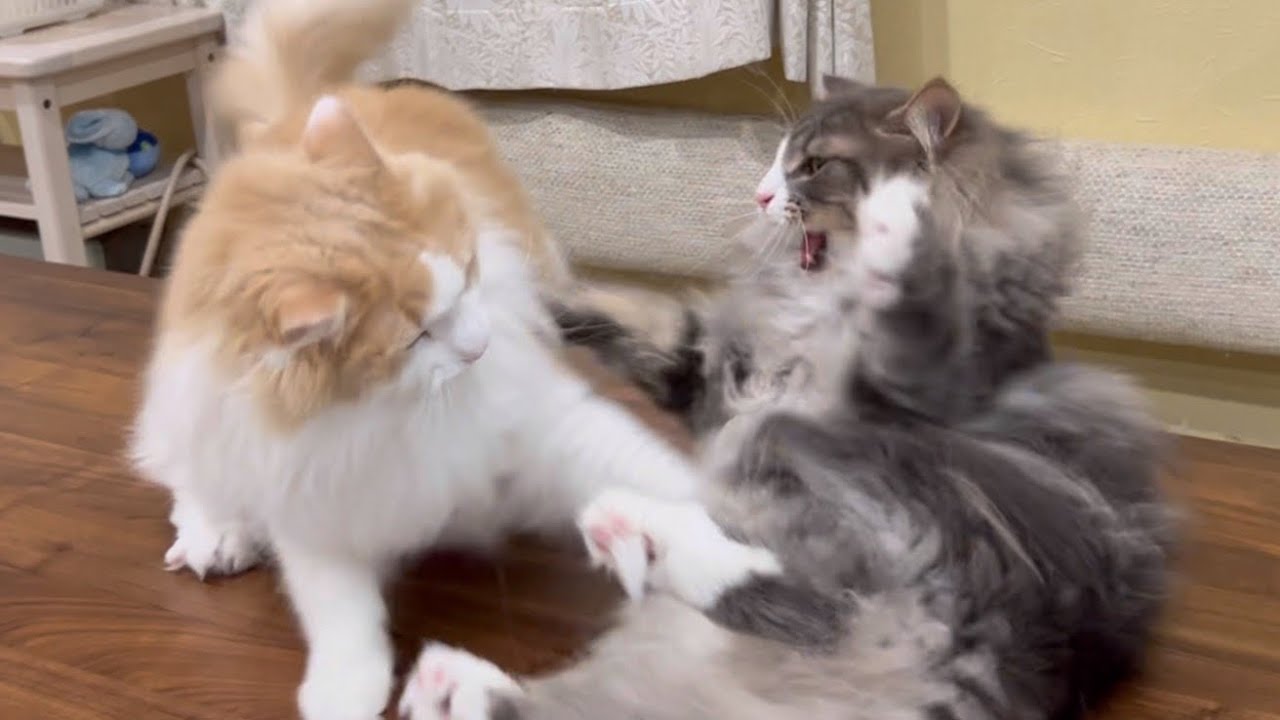 【遊ぼう‼︎】ずっーーと遊んでいたい、ノルウェージャンフォレストキャットwww