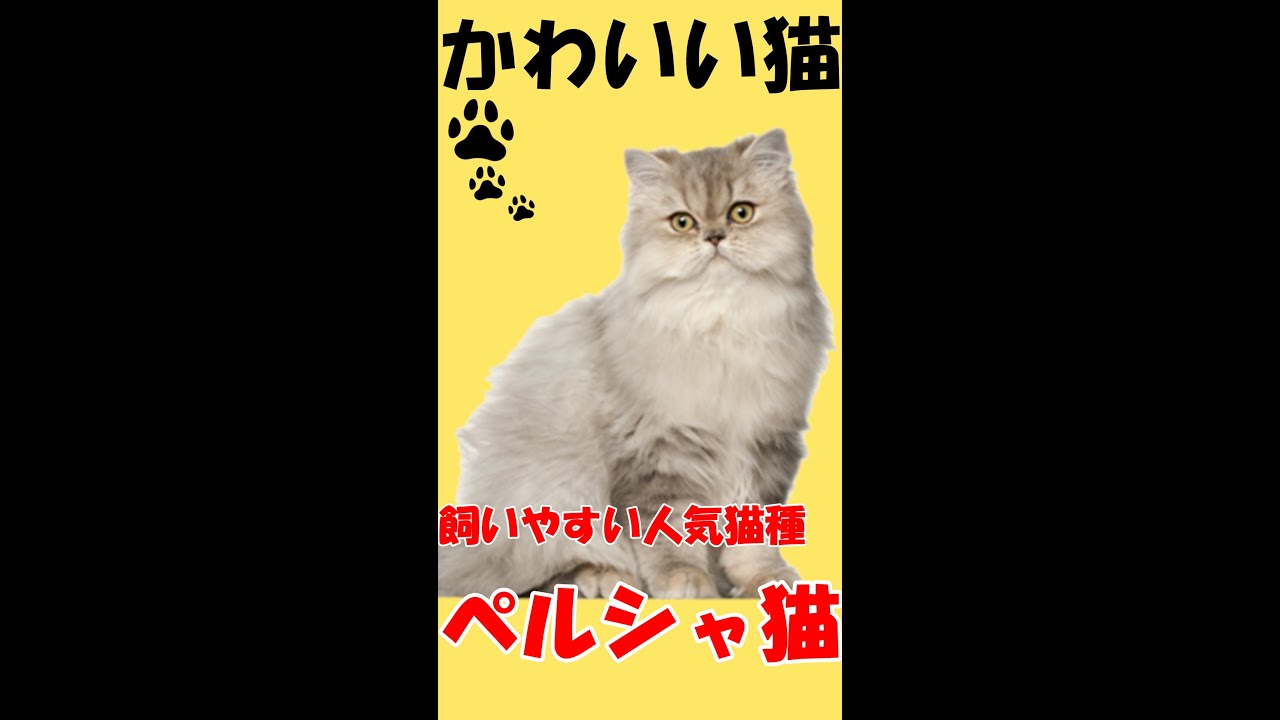 【かわいい猫】人気猫種【ペルシャ猫】#shorts