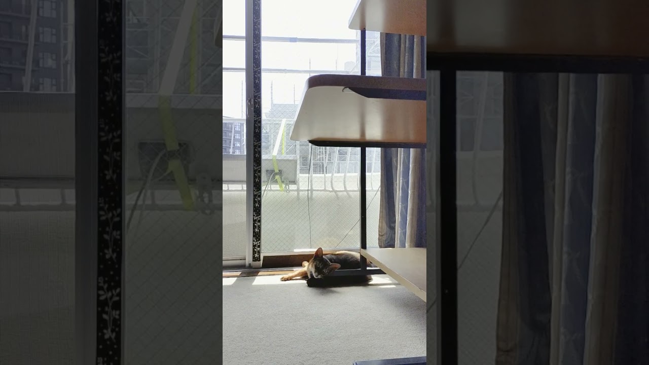 ネコ動画あび＃1533　#shorts　あびの毎日　アビシニアン　あび