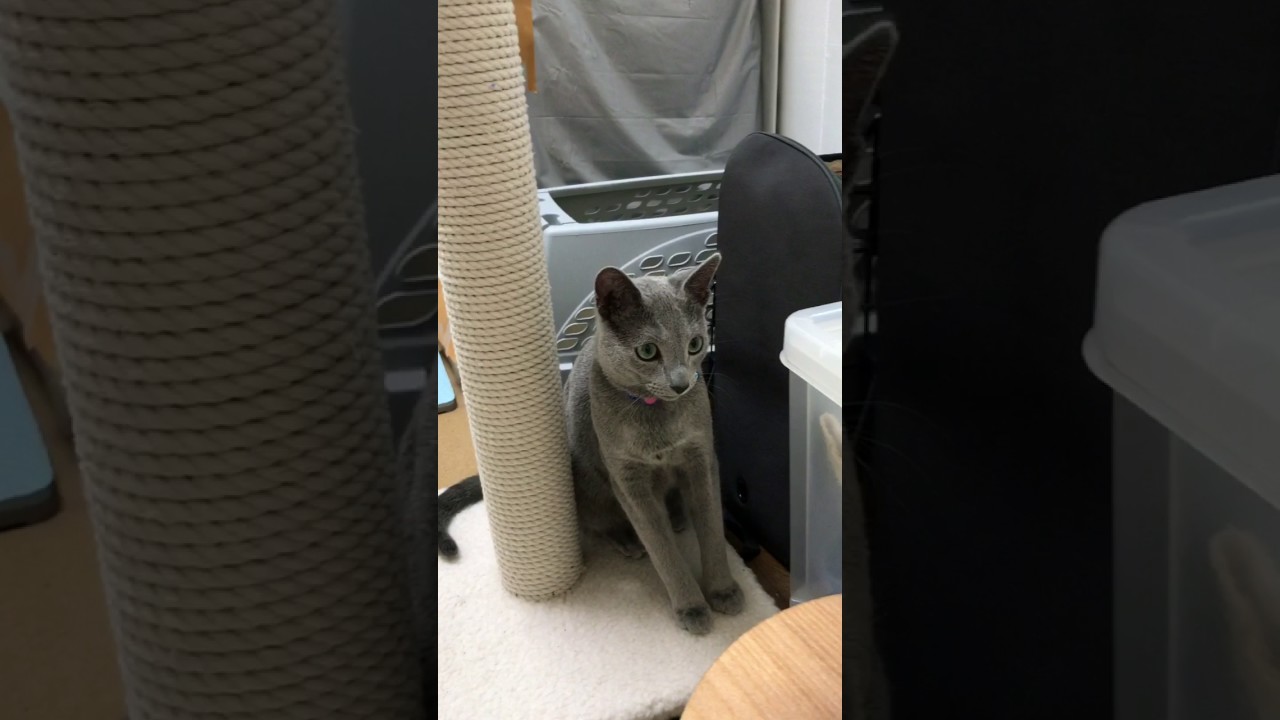 ロシアンブルーのロッチ君。肩凝りをほぐそ〜！