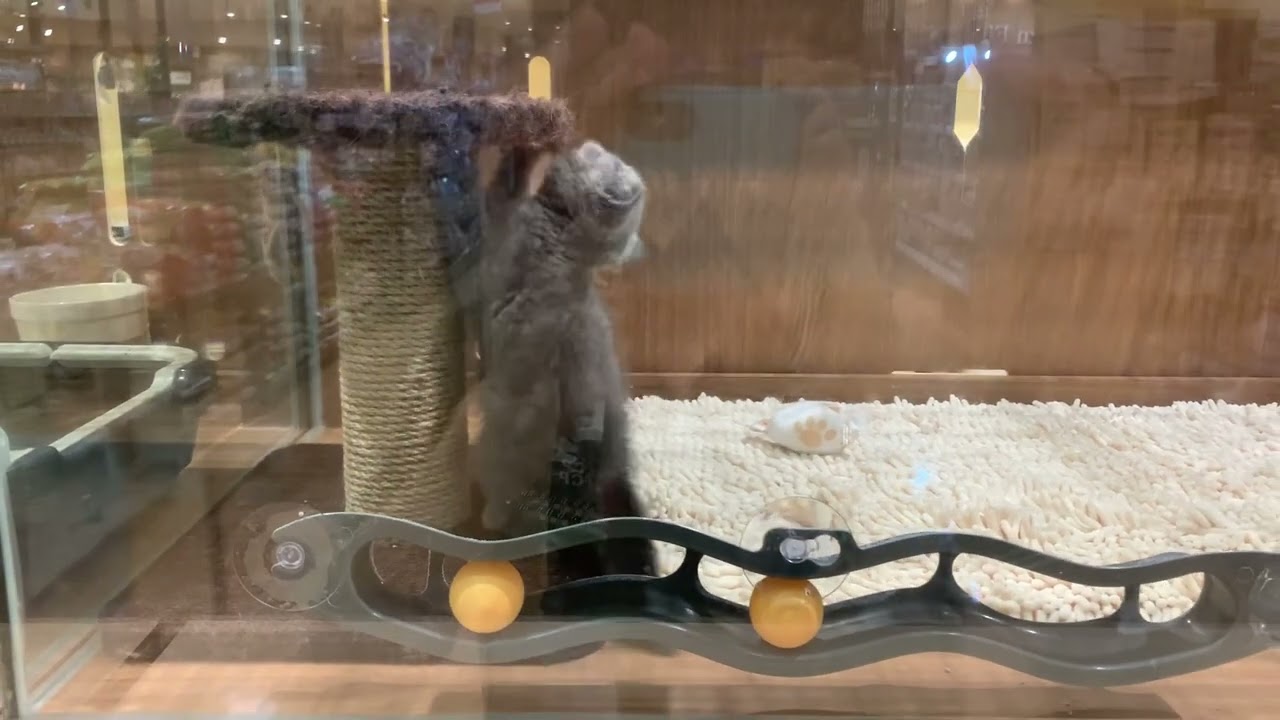 ブリティッシュショートヘアー