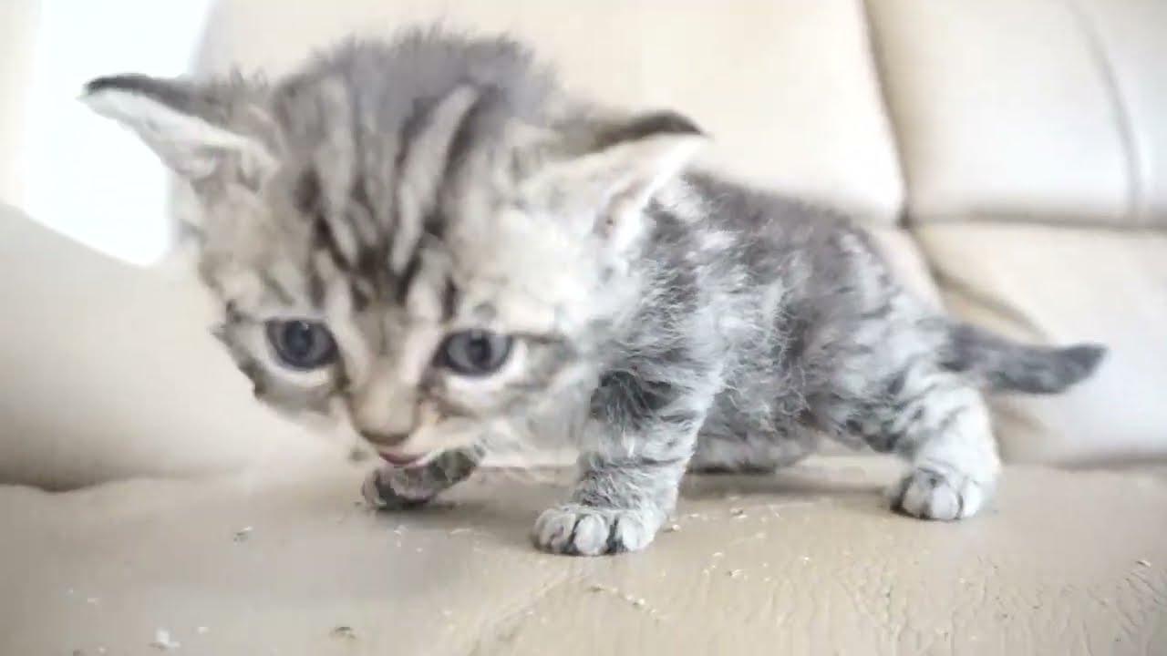 セルカークレックス子猫　2023.6.18産まれ 　ブラウンタビー　　女の子　シーダキャット猫のお店