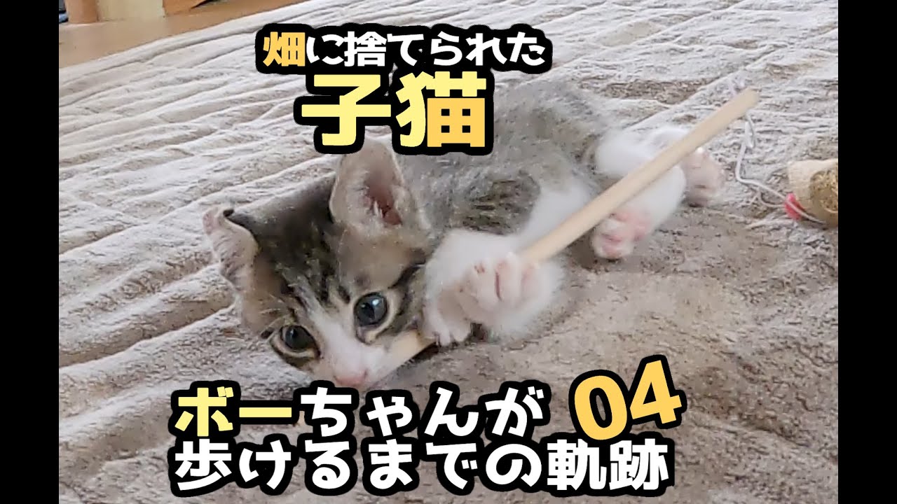 【畑に捨てられた子猫のその後】ボーちゃんが歩けるようになるまでの軌跡04