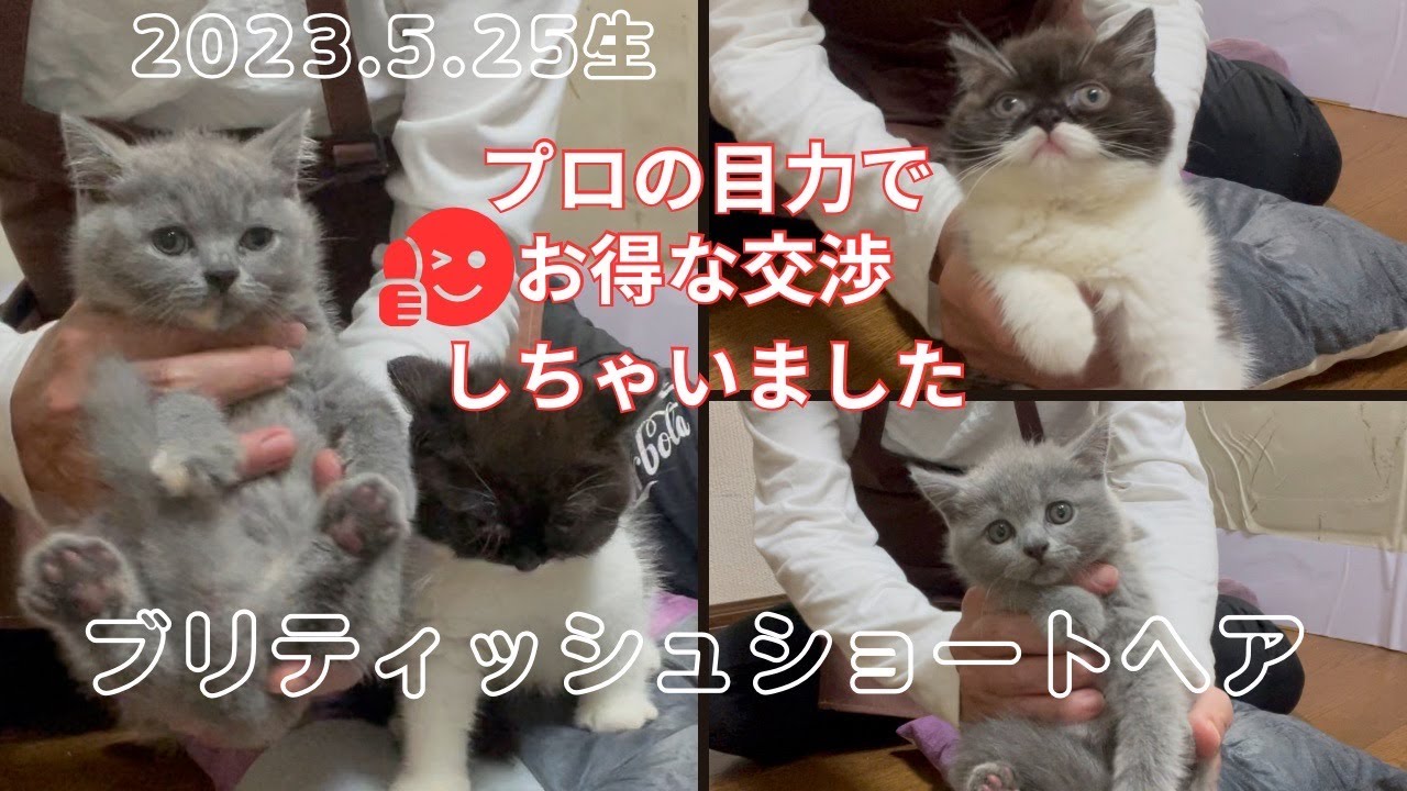 【ブリティッシュショートヘア子猫】愛らしき3姉妹