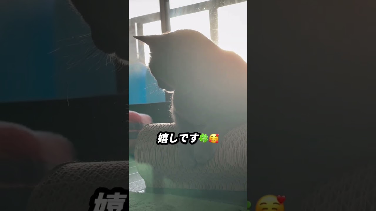 【ロシアンブルー】めろんとお日様とゴロゴロ⁇🫢【猫】#shorts