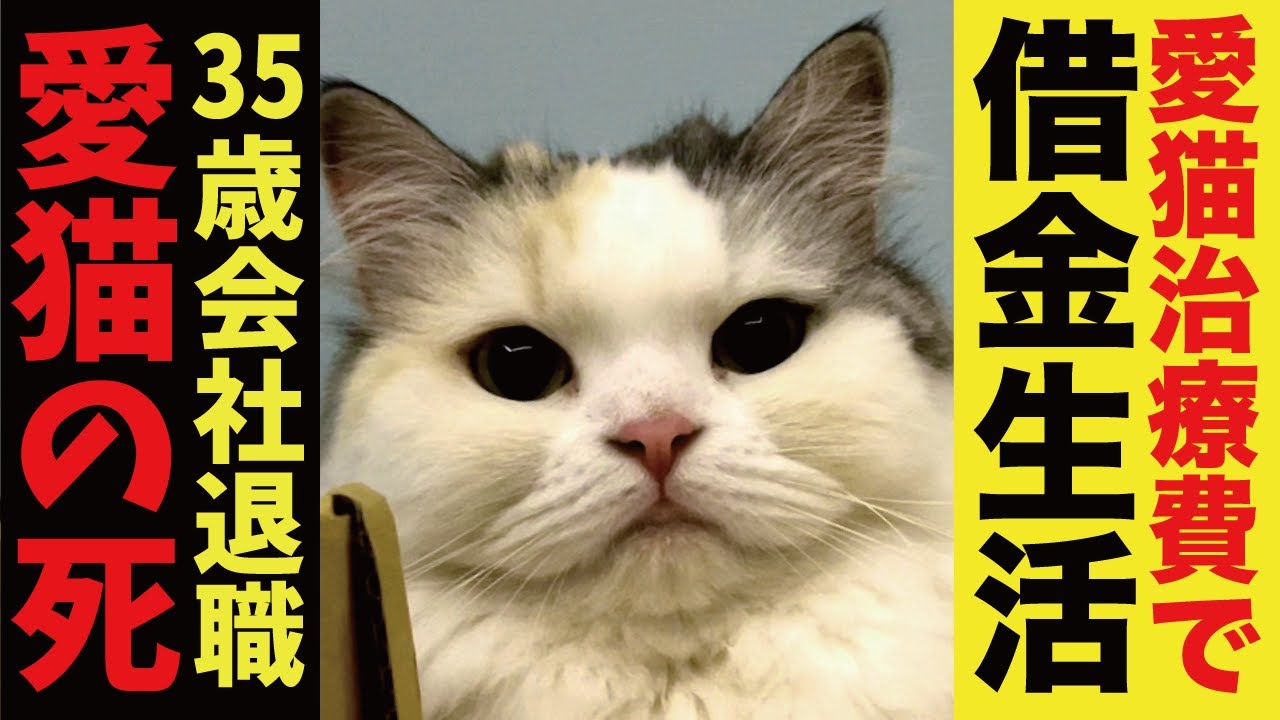 借金地獄/高校中退/愛猫の死/そして35歳で会社を退職し無職へ…【関西弁でしゃべる猫】
