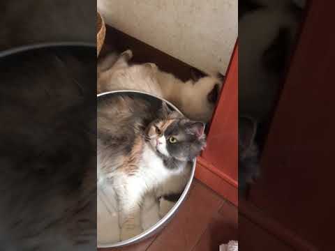 バーマン猫シリウスの秘作！