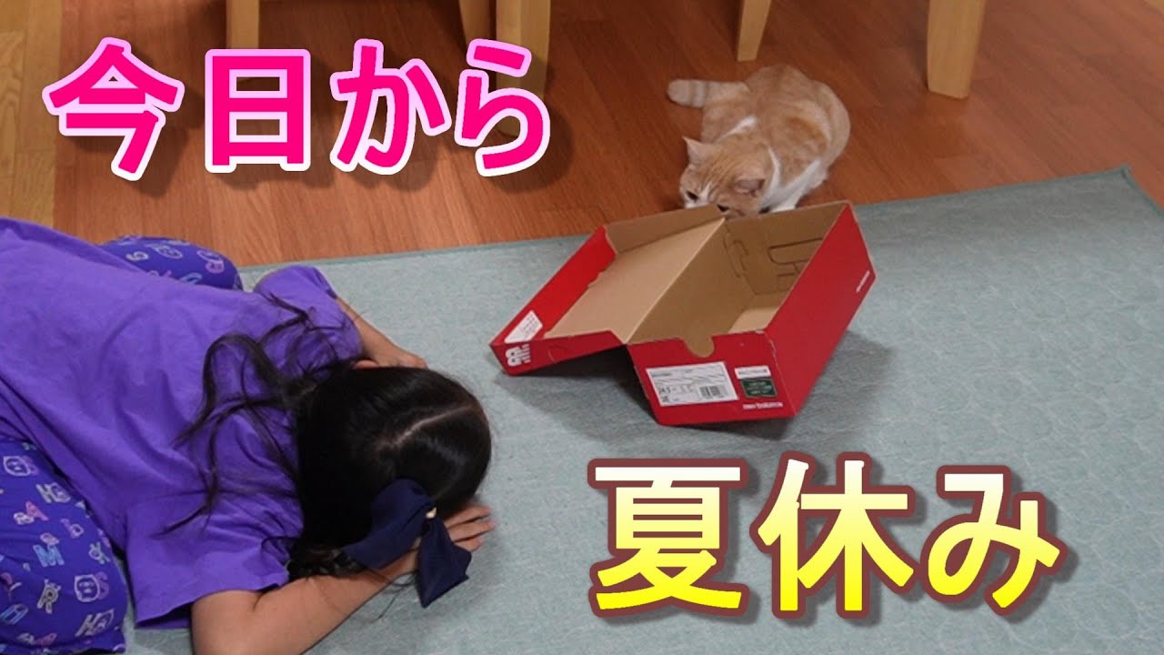 楽しい夏休みになりますように【スコティッシュフォールド】【アビシニアン】