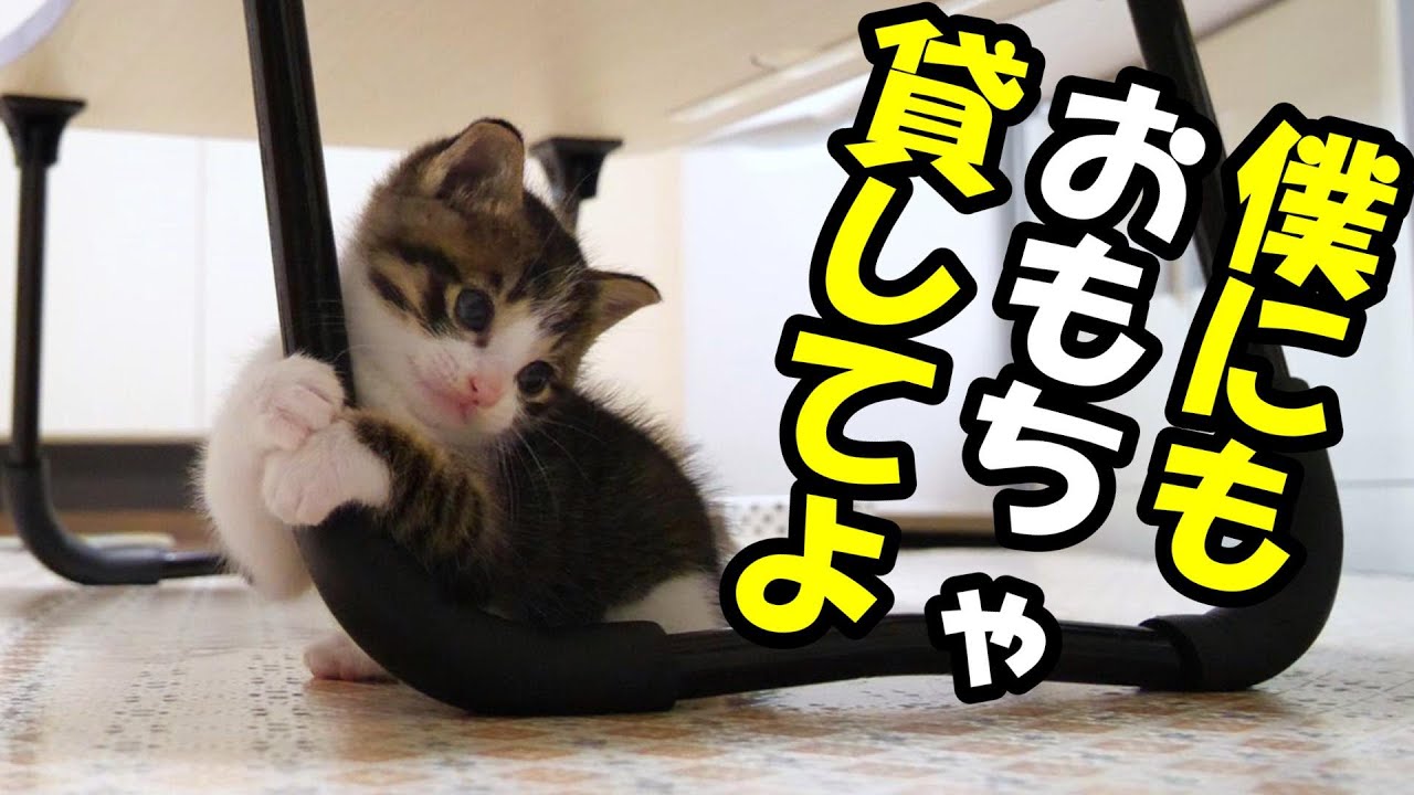 悲しそうな表情でおもちゃを見つめる子猫とおもちゃを独り占めする子猫【赤ちゃん猫　保護猫】