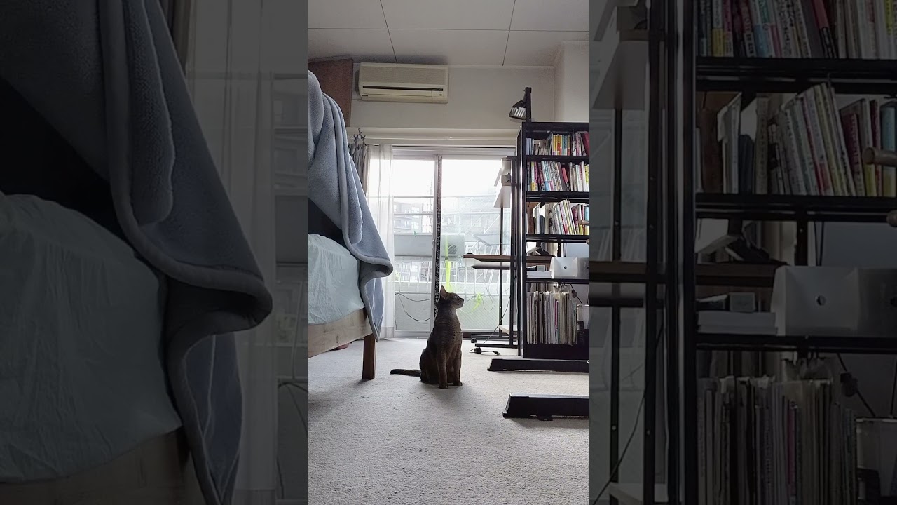 ネコ動画あび＃1760　#shorts　あびの毎日　アビシニアン　あび