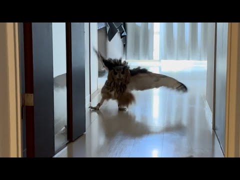 #815 キッチンでのんびりしてる場合じゃない！ This is no time to relax in the kitchen! 【ベンガルワシミミズク】