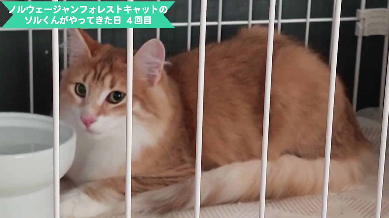 【4回目】ノルウェージャンフォレストキャットのソル君がやってきた！ 最年長ラグドールのクロエ姉さんとまだ対峙が続いていた……クロエさん見すぎ