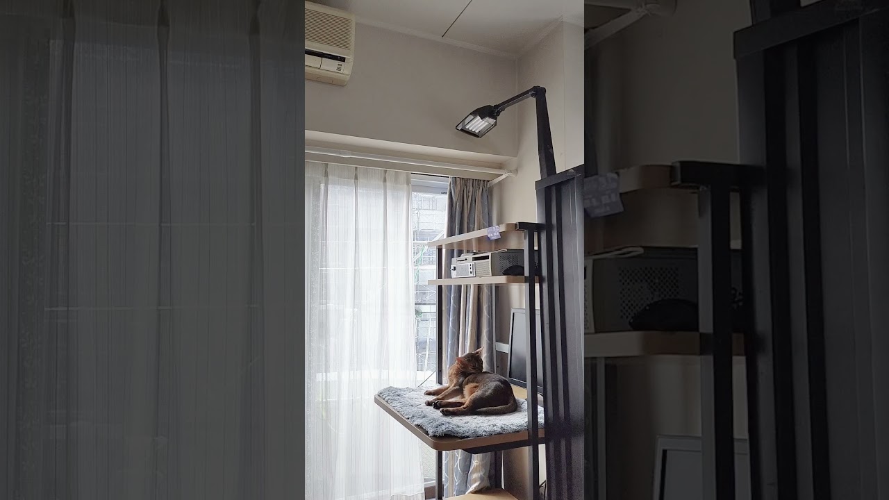 ネコ動画あび＃1756　#shorts　あびの毎日　アビシニアン　あび