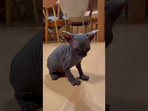 スフィンクス 甘えん坊でのんびり君なブラックの男の子♩