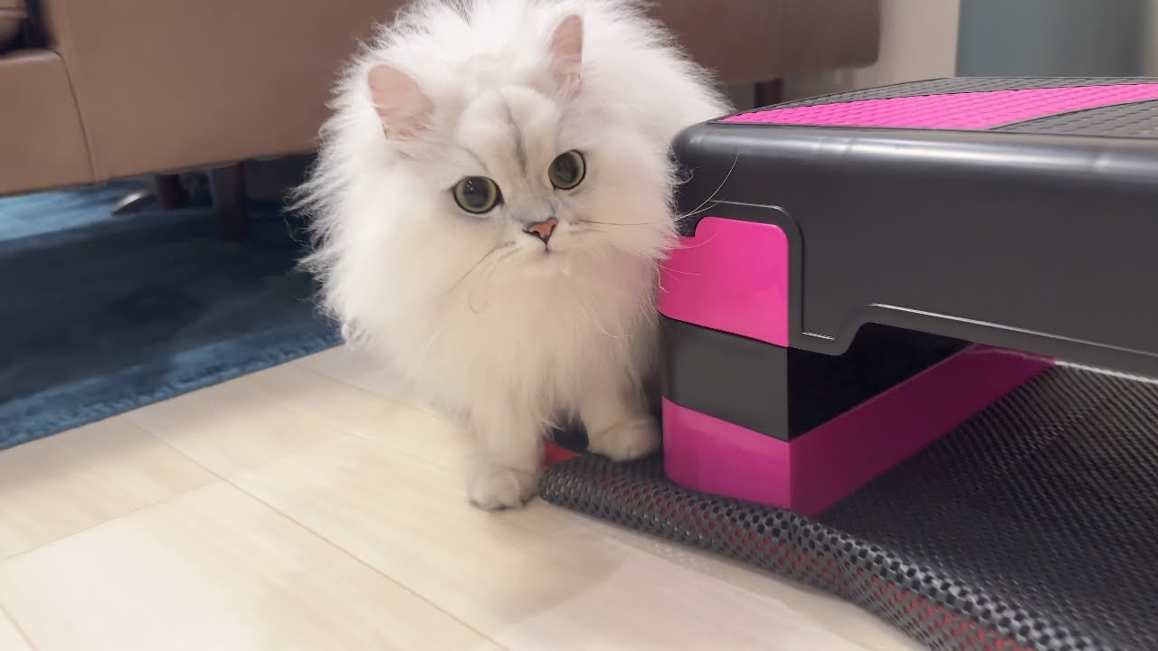 長めの留守番後、猫の甘えんぼ度合いがあがってしましました笑