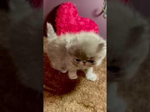 エキゾチックロングヘア モフモフの可愛いブルーの男の子。