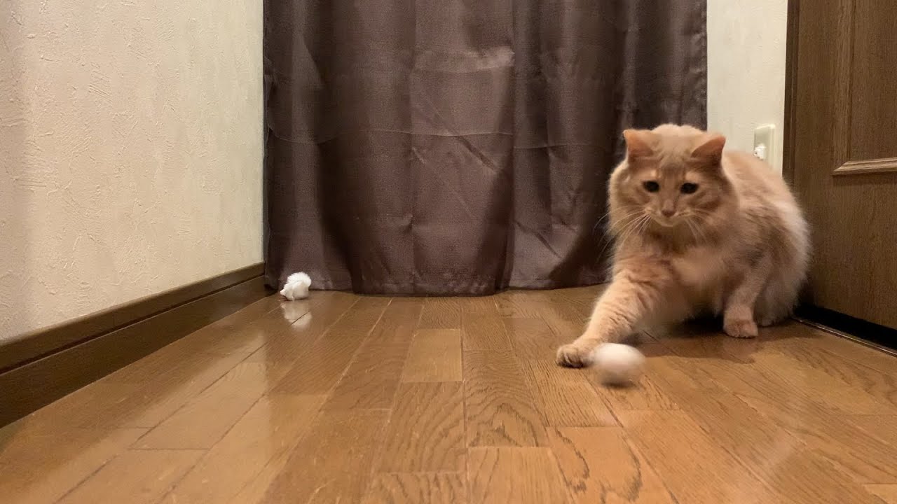 【ソマリ猫】ボールを上手に打ち返す愛猫が可愛い！【Somali cat】