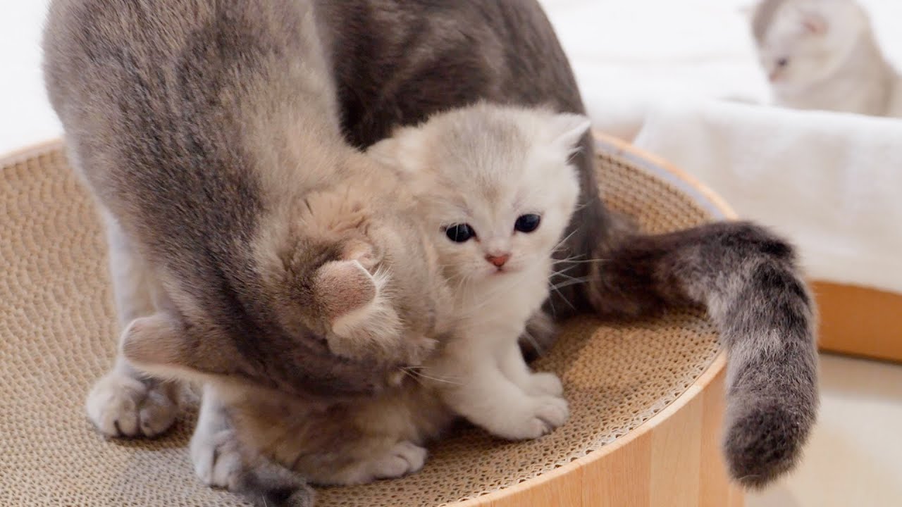 A kitten who stays up too late and gets scolded by her mother cat.