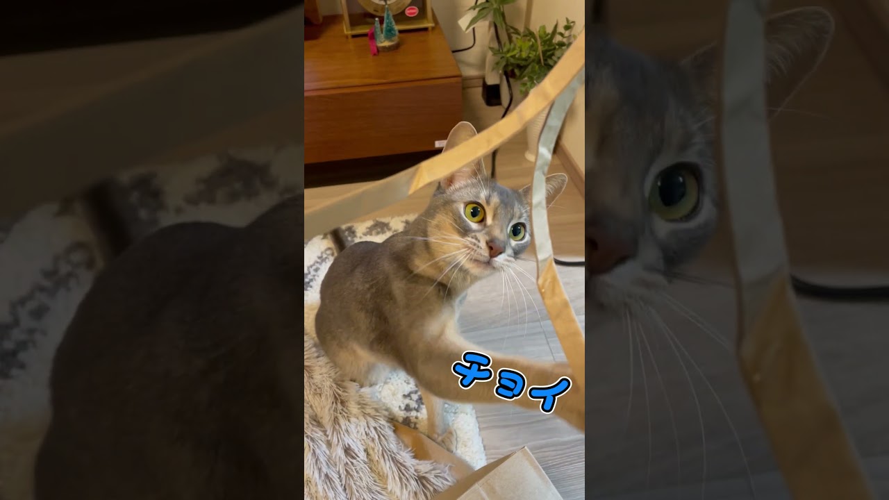 紙袋の持ち手で遊ぶ猫 Cat playing with a paper bag handle #shorts